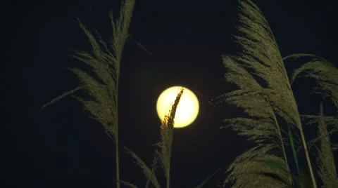 Full moon Stock Footage 21224699