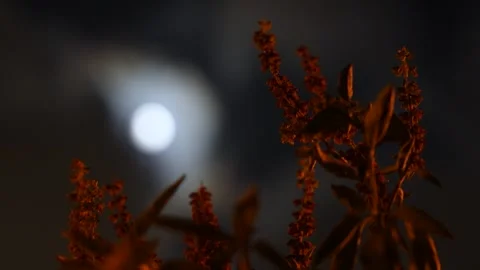 Full moon 스톡 동영상 256883300