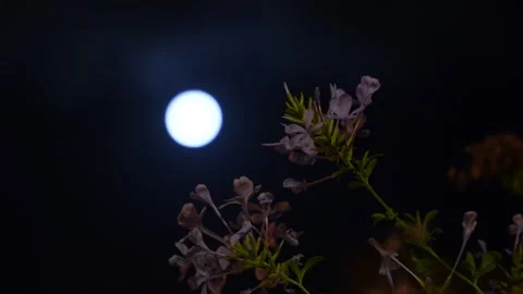 Full moon 스톡 동영상 256883307