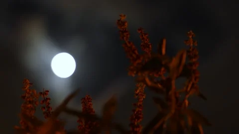 Full moon Vidéo 256883373