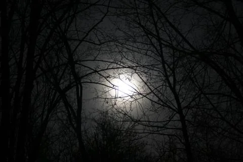 Full moon in the forest, the Moon between the trees, Twilight	 Stock Photos