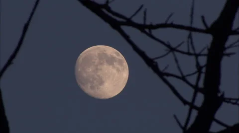 Full Moon in Front of Tree Branches HD Video Stock Footage 57964757