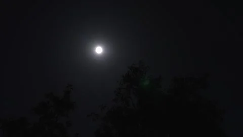 Full moon glowing above dark night forest background Stock Footage 346158032