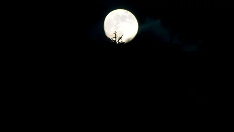 Full moon glowing behind a silhouette of a tree Video stock 332279129