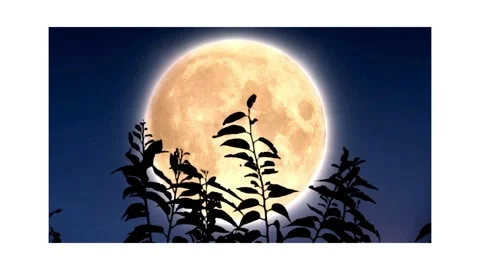 Full moon glowing at night over silhouettes of trees Stock Footage 305917348