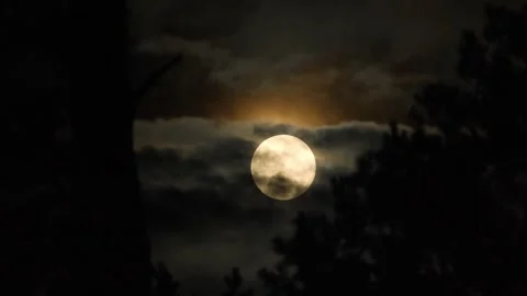 Full Moon Glowing Through Clouds Above Silhouetted Pine Trees Stock Footage 343793428