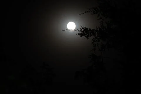 Full moon glowing through dark tree branches at night Stock Photos