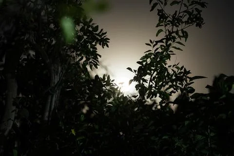 Full moon glowing through dark tree branches at night Stock Photos