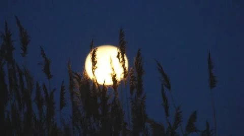  Full Moon Grass Stock Footage 10311505
