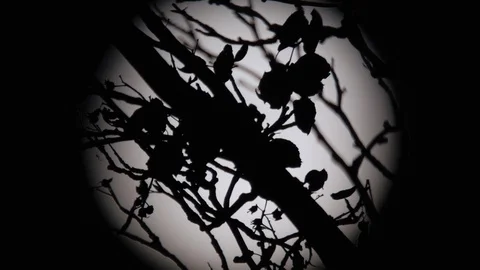 Full Moon Halloween Spooky Dark twigs and a Creepy Earwig Silhouette Stock Footage 115637079