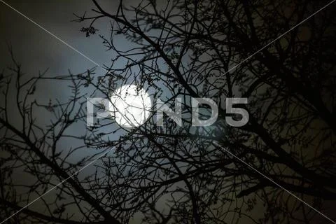 Full moon with halo through the branches in blue Stock Photos