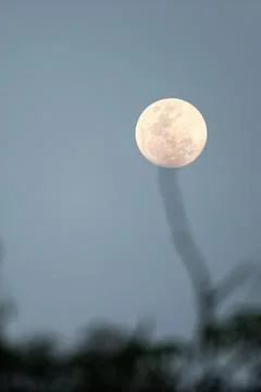 Full moon hanging on the bare tree. Stock Photos
