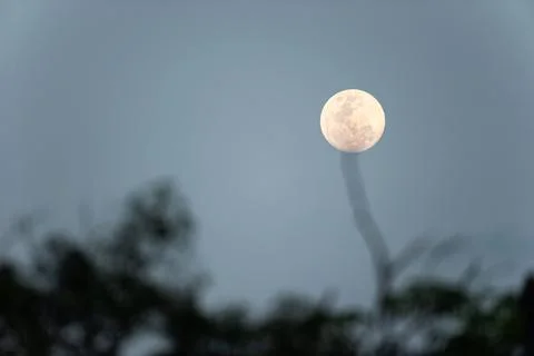 Full moon hanging on the bare tree. Foto stock