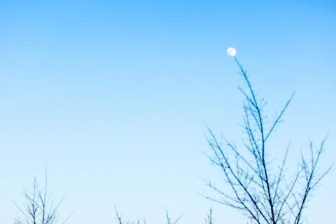 The full moon hanging on a tree. Stock Photos