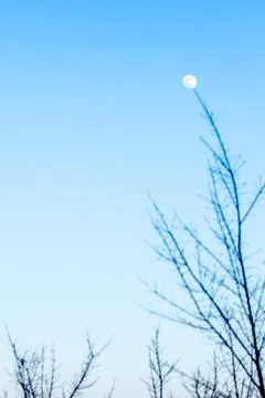 The full moon hanging on a tree. Stock Photos
