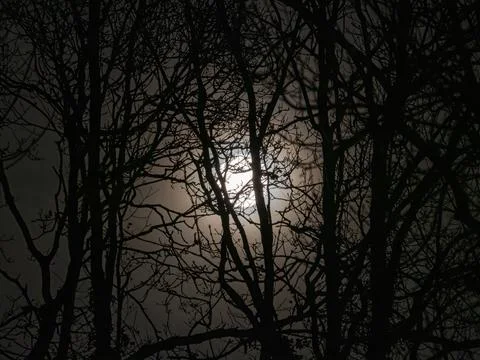 Full Moon with Hazy Clouds Through Trees Stock Photos