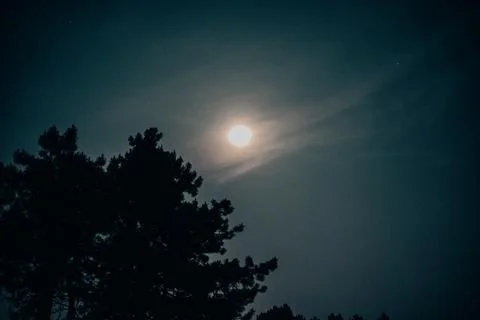 The full moon illuminates the tranquil night sky, casting a gentle glow pines Stock Photos