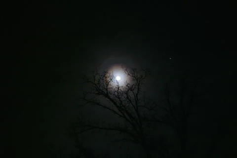 Full Moon Illuminating Bare Winter Trees at Night Vídeo Stock 297835248