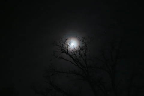 Full Moon Illuminating Bare Winter Trees at Night Stock Footage 297835349