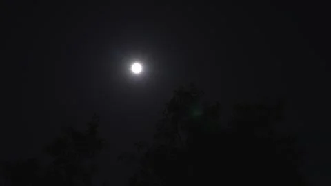 Full moon illuminating dark night tree silhouettes background Stock Footage 340393750