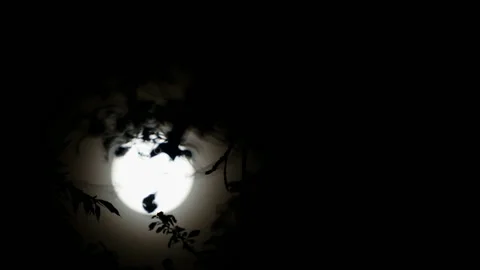 Full moon in the leaves of a tree. Stock Footage 132616848