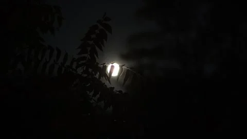 Full moon looking up through the silhouette of leaves at dark night Stock Footage 318941702