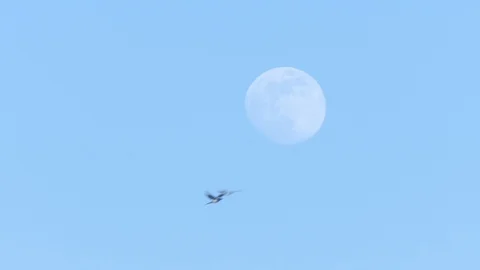 Full Moon - a Magpie flies in in the sky - slow motion Stock Footage 106632506