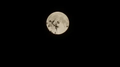 The Full Moon is Moving Behind the Leaves Video stock 346057481