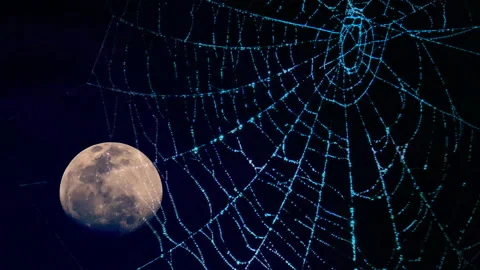 Full moon moving to the center of spider web at night dark sky. Vídeos de archivo 166681433