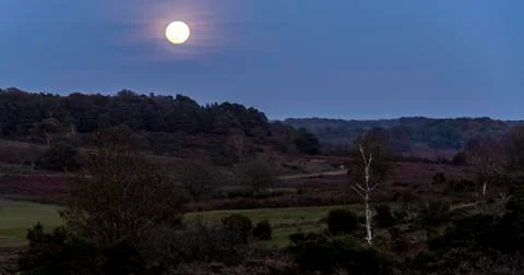Full Moon in New Forest Stock Photos