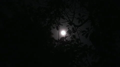 Full Moon at Night on the Background of Silhouettes of Tree Branches Stock Footage 194395789