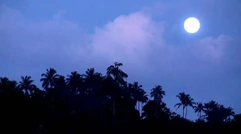 Full moon night in the jungle. Stock Footage