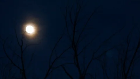 Full moon at night over tree branches Video stock 102186968