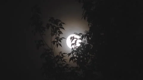 Full moon on a night, silhouette trees Stock Footage 127651516