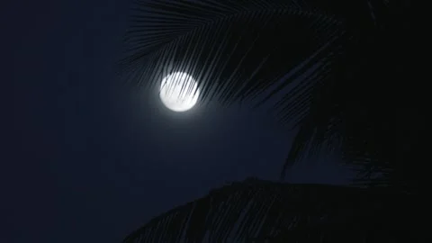 Full moon in night sky of equator in tropics. Bright full moon illuminating Stock Footage 312747953