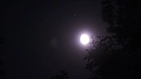 Full Moon in the Night Sky Moves Through Silhouette Branches of Trees Video stock 250169960