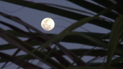 Full moon in the night sky through the leaves palm trees. Leaves sway from the Vídeo Stock 162463336