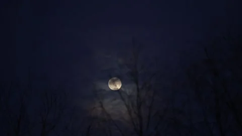 Full moon at night through windy trees and moving clouds. Dark blue evening sky. Stock Footage 149316680