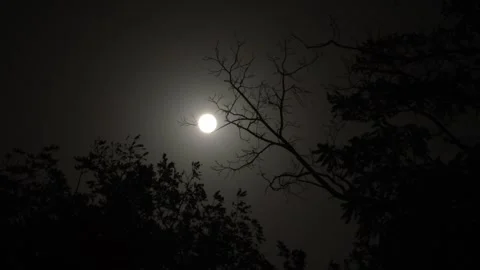 Full moon at night, tree branches sway in the wind Stock Footage 319954779