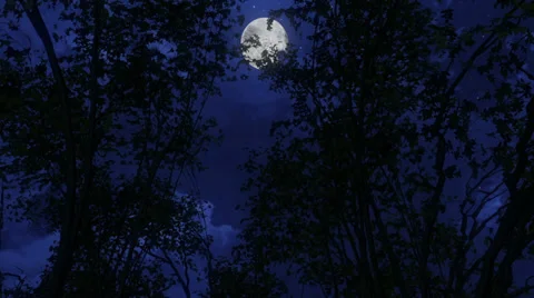 Full moon at night with trees in the foreground Video stock 34457660