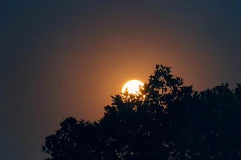 Full Moon orbiting through silhouette tree in night sky Stock Photos