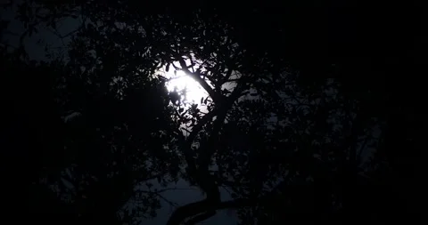 Full moon orbits over silhouetted oak tree canopy, exits frame, time lapse Stock Footage 152529180