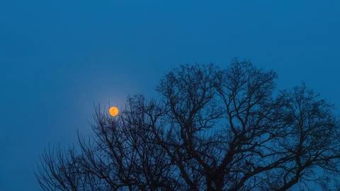 Full moon over bare tree branches on blue sky background with copy space at n Stock Photos