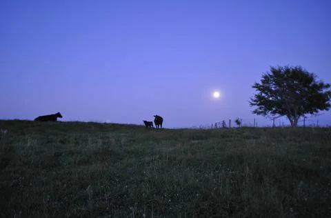 Full moon over a cattle ranch, McGregor, Iowa (moon in focus) Stock Photos
