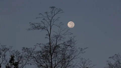 Full Moon Over Costa Rican Trees 스톡 동영상 102133448
