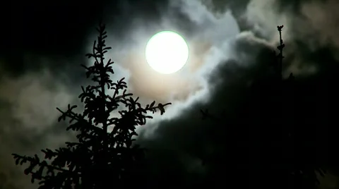 Full moon over forest. Moon, pine trees and clouds at night Stock Footage