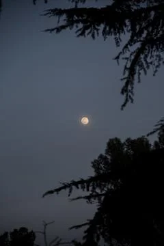 Full moon over the forest Stock Photos