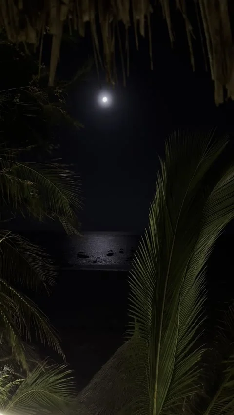 Full moon over ocean tropical night palm trees Matemwe Zanzibar HD vertical Stock-Footage 342170545