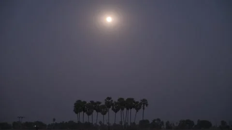 Full Moon over the palm tree Timelapse Stock Footage 263806952