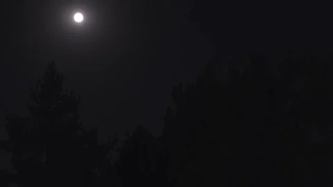 Full Moon Over Pine Forest at Night Mystical and Eerie Atmospheric Footage 2 Video stock 314614383
